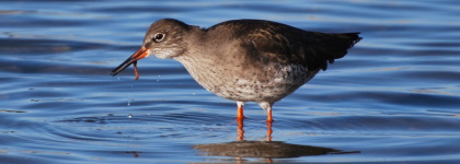 redshank-420x150.jpg