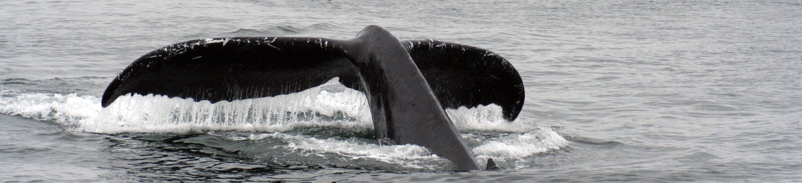 humpback-whale-tail (1)