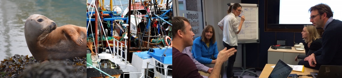 seals-workshop-collage (1)