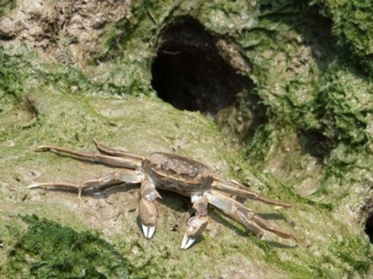 crab-540x405.jpg