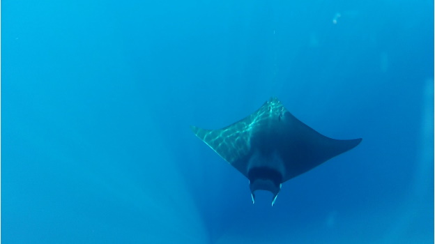 Devil ray