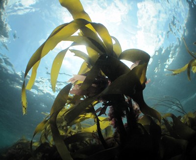 Stronger Shores: investigating how marine habitats can protect coastal communities