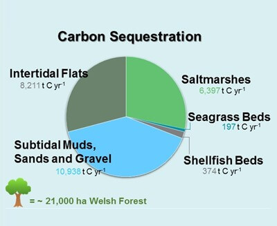 Review of carbon storage in Welsh marine habitats 