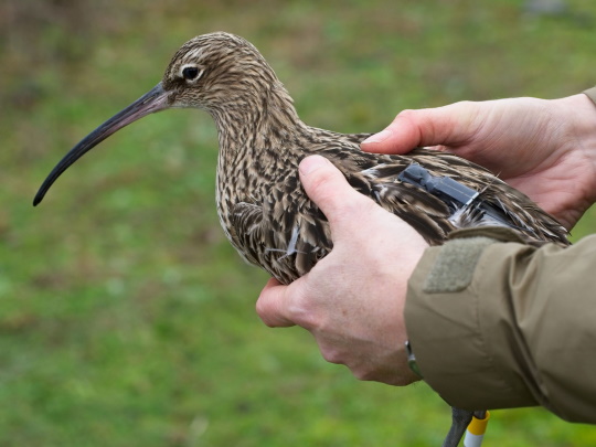 snipe-waterbird-540x405.jpg
