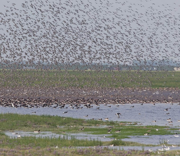 wader-flocks-on-the-wash-snettisham-norfolk-rspb-760x660.jpg