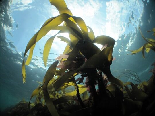 kelp-andrew-pearson-540x405px.jpg