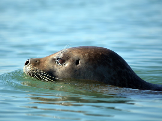 common-seal-540x405.jpg