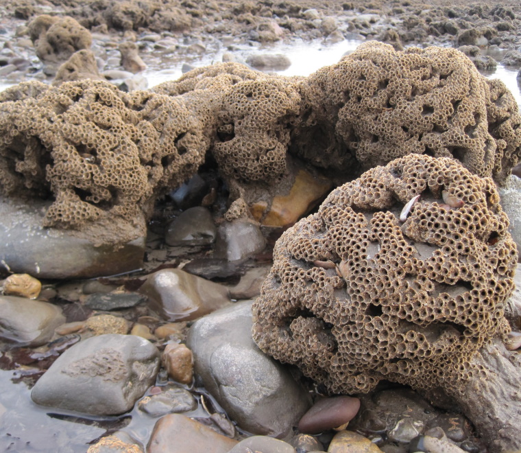 Assessing sensitivity of Welsh marine SAC and SPA features