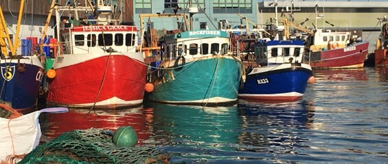 brixham-boats-in-harbour-565x240.jpg