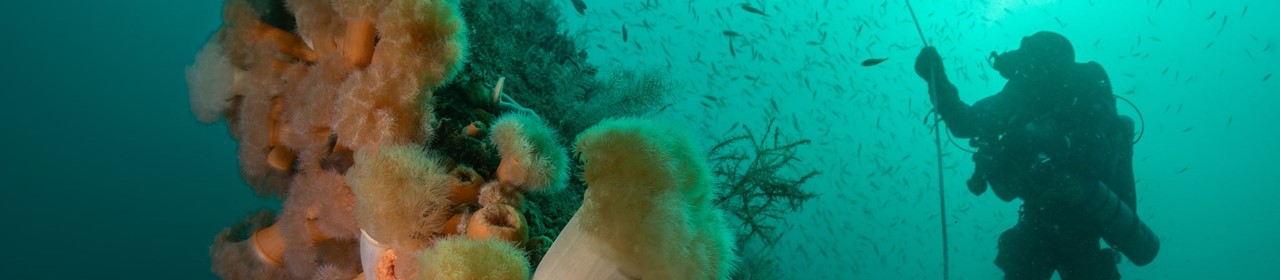 undersea-image-rick-ayrton-1280x280 (1)