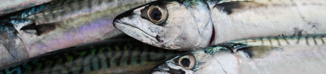 mackerel-fish-box (3)