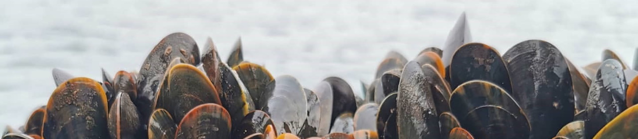 lyme-bay-mussels-image-offshore-shellfish-1280x280.jpg