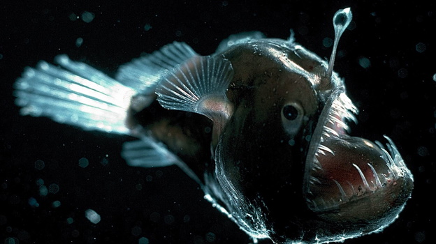 Deep sea anglerfish