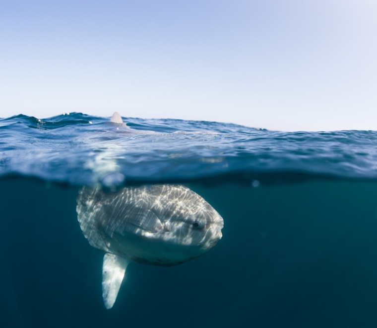 10 things you might not know about sunfish