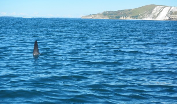 Photo of a sunfish fin off Kimmeridge Bay, Dorset
