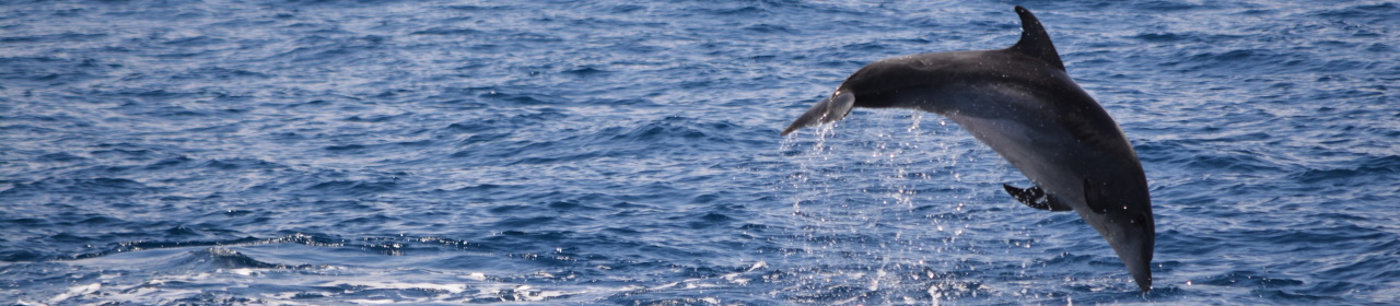 bottlenose-dolphin (9)