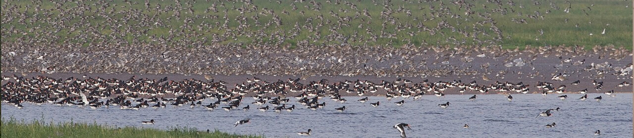 wader-flocks-on-the-wash-snettisham-norfolk-rspb-1280x280 (1)
