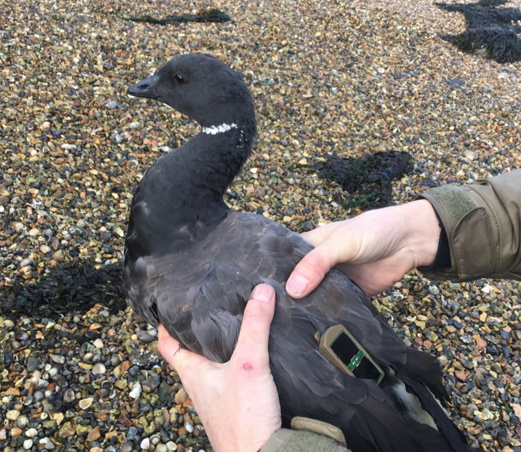 Understanding waterbird movement patterns using GPS tags