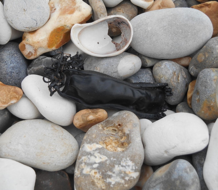 The Great Eggcase Hunt